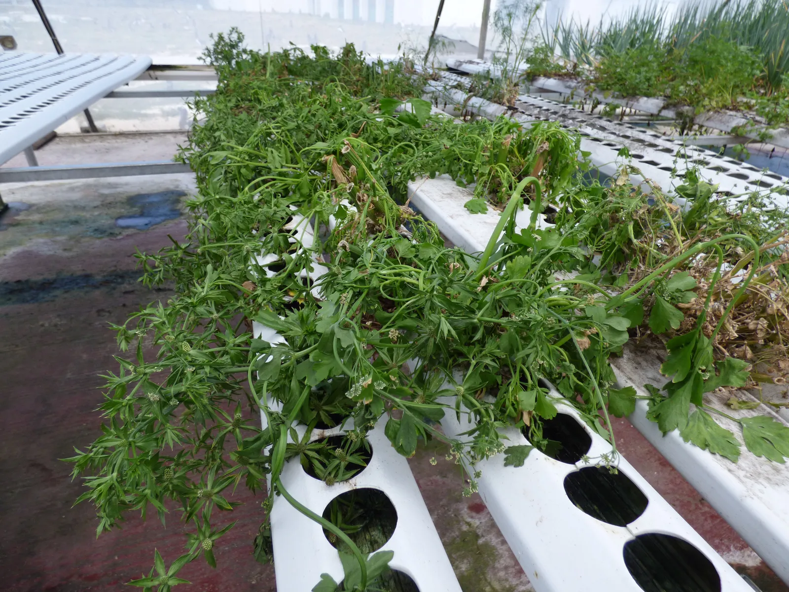 Rows of leafy herbs growing in white hydroponic channels inside a greenhouse