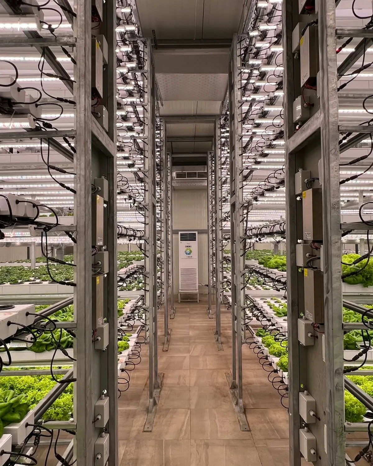 Corridor of an indoor vertical farm: stacked hydroponic racks of lettuce under LED grow lights