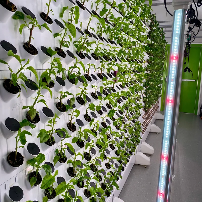 Seedlings growing from a white vertical hydroponic wall lit by LED strips