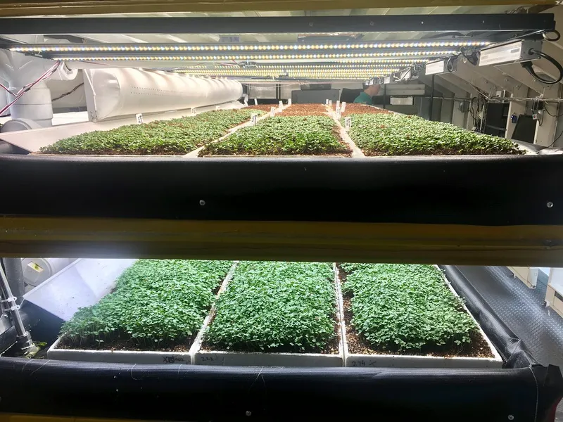 Indoor vertical farm trays of microgreens under LED grow lights