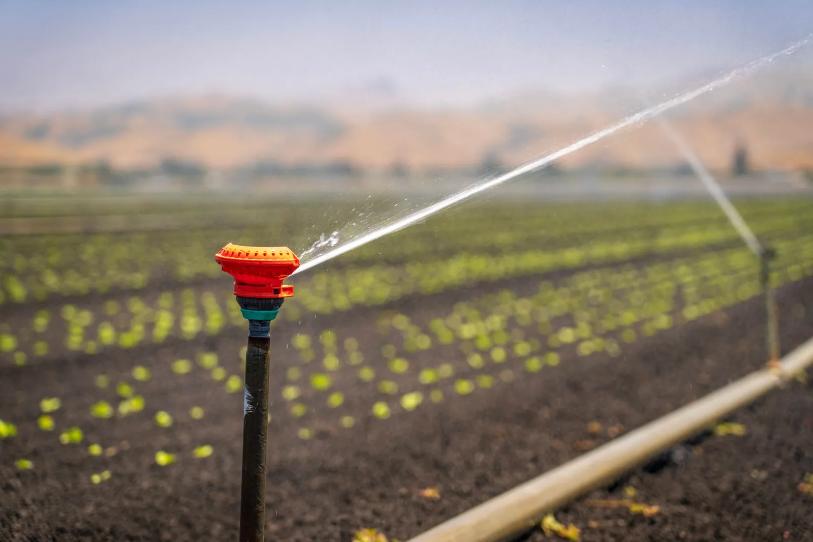Irrigation sprinkler spraying water across rows of seedlings in an open field