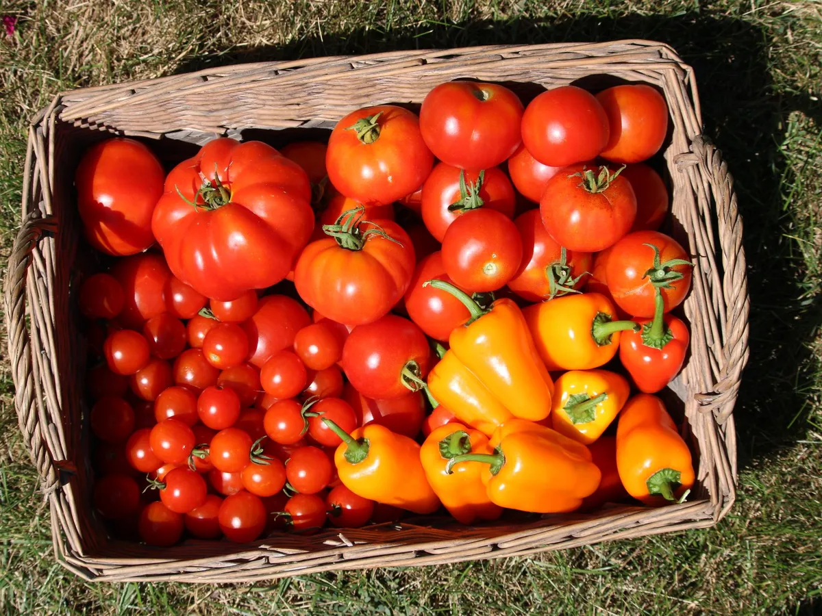 Basket of freshly harvested cherry tomatoes and bell peppers