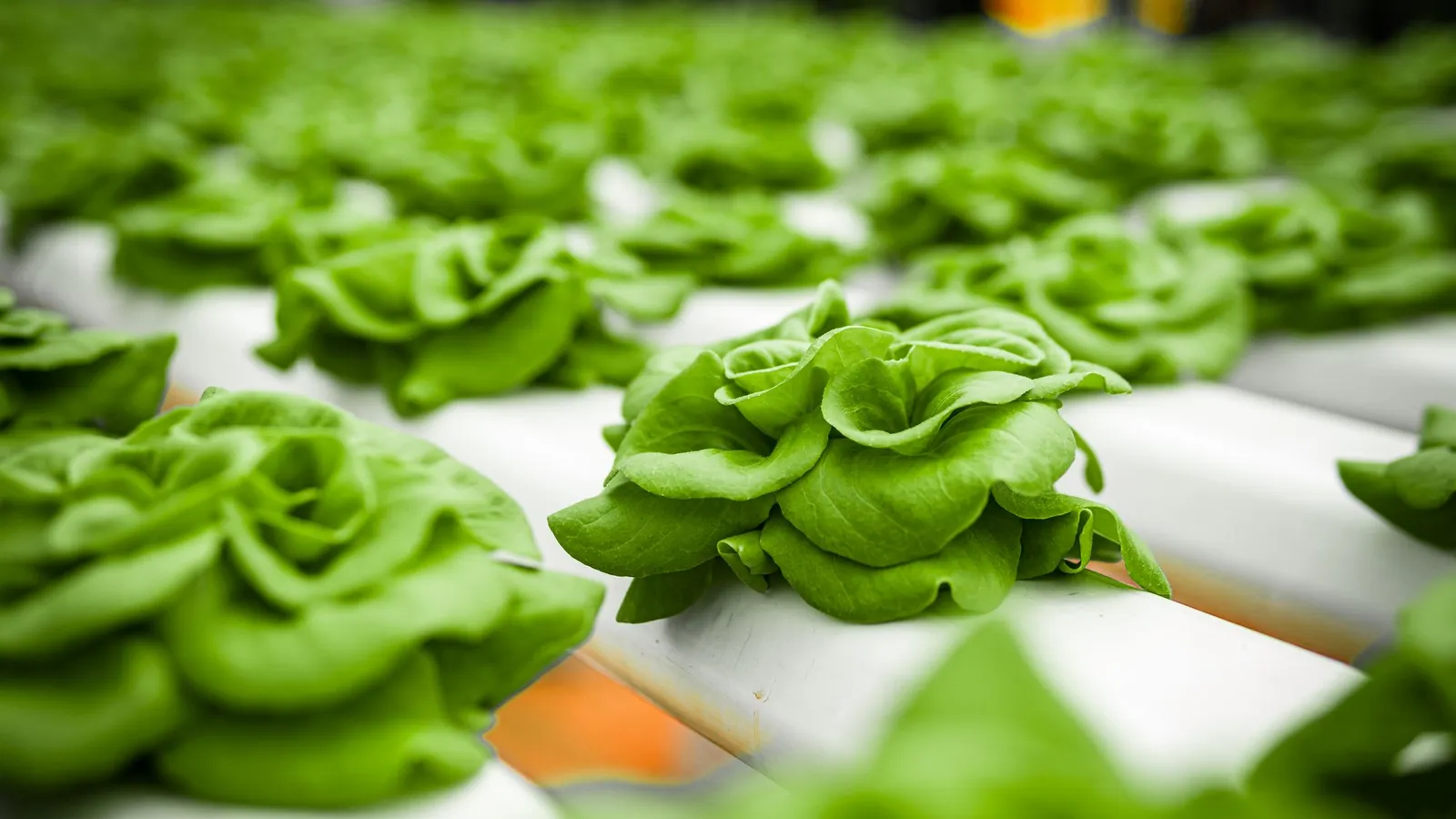 Rows of freshly grown hydroponic lettuce heads ready for harvest