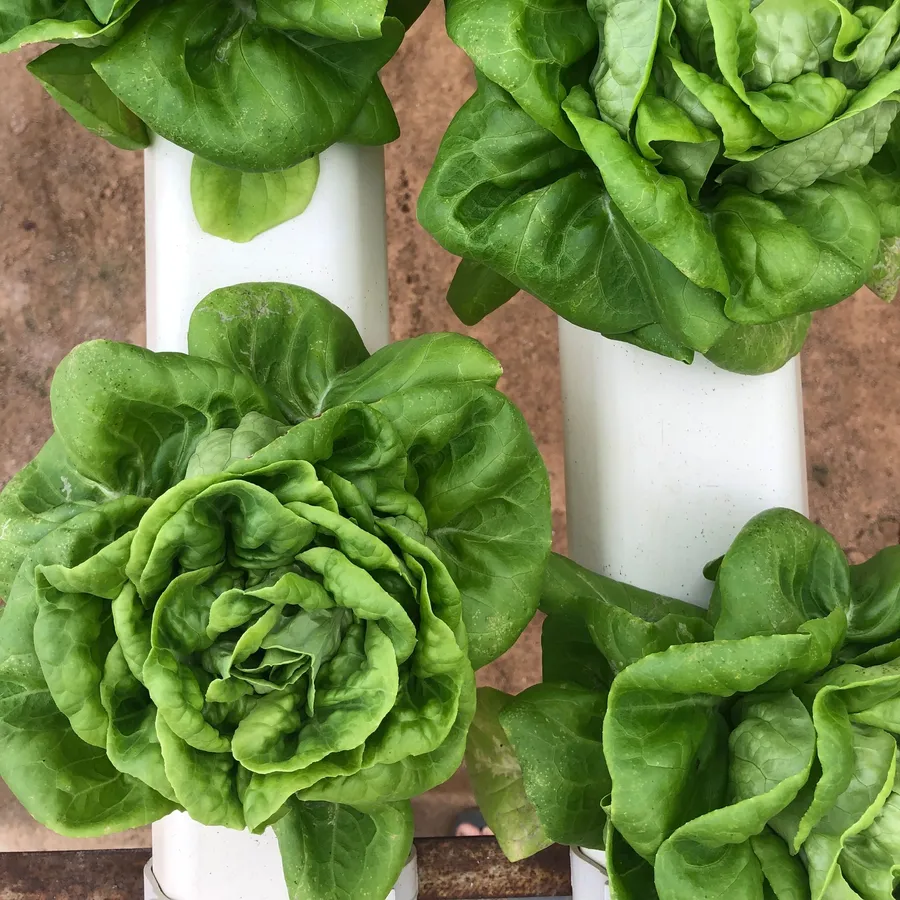 Frilly lettuce heads growing in white hydroponic channels