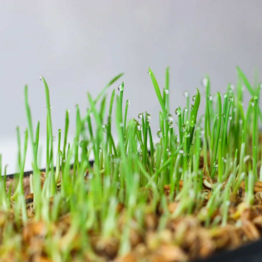 Tray of young green shoots with drops of dew