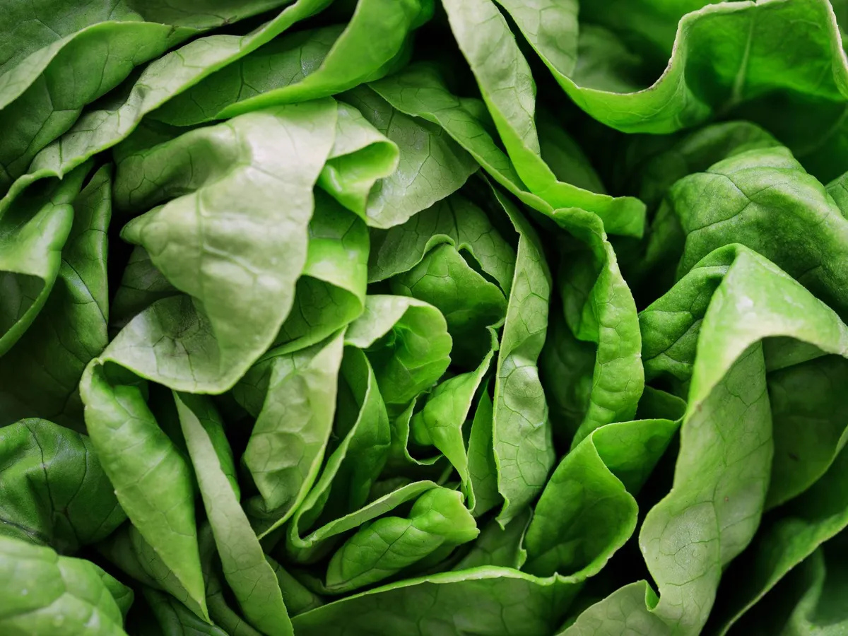 Close-up of crisp, fresh hydroponic lettuce leaves