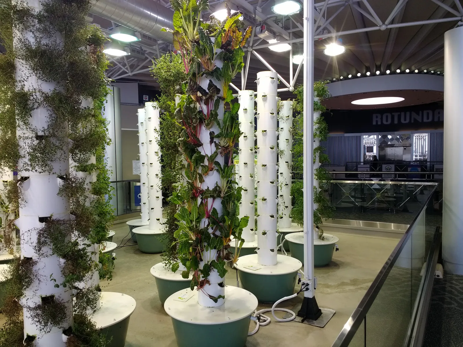 Aeroponic towers of greens and herbs in an indoor garden installation